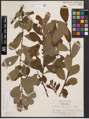 Foto von Salix cinerea subsp. atrocinerea (Brot.) Guinier